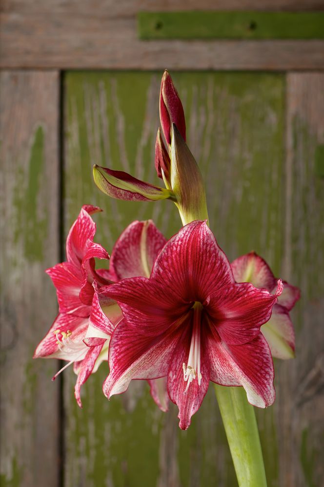 Hippeastrum