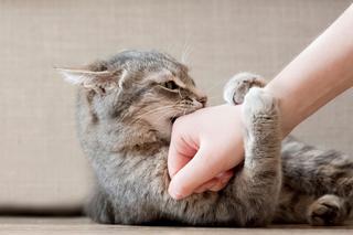 Kot gryzie Cię podczas głaskania? Nie ignoruj tego. Chce Ci przekazać ważną wiadomość