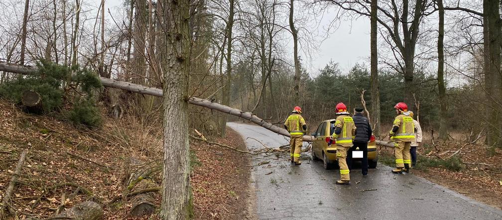 Niewiele brakowało, a doszłoby do tragedii. Drzewo runęło na samochód