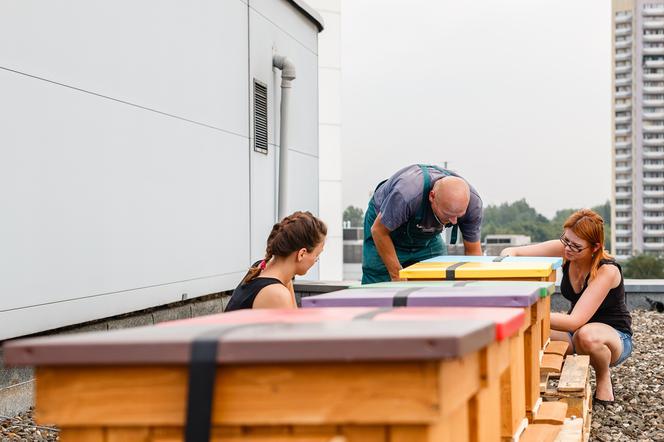 UŚ ma własną pasiekę! Pszczoły zamieszkają na dachu wydziału Prawa i Administracji [GALERIA]