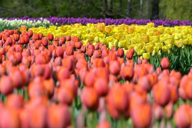 Tulipany w Botaniku [GALERIA ZDJĘĆ]: Zakwitło około 70 tysięcy kwiatów. Co za widok!
