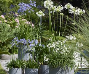Agapant - Agapanthus