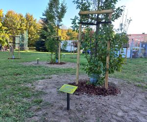 Danusia, Halinka, Linkus, Seniorita i Stasiu zapuszczają korzenie. Nowe nasadzenia w Lesznie