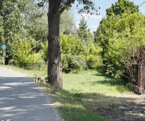 Trzech mężczyzn spłonęło żywcem. Tak wygląda miejsce tragedii. Poruszający gest dla zmarłych