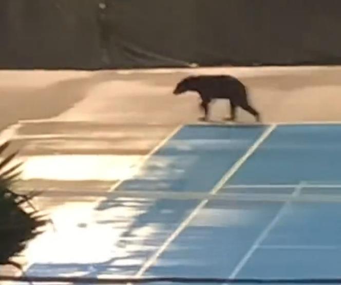 Tłum turystów bawił się na plaży. Nagle pojawił się niedźwiedź! Szokujace wideo