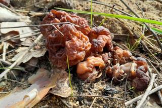 Śmiertelnie trujący grzyb w warmińskich lasach. Można pomylić go z jadalnym