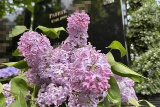 Wielkie zmiany na grobie syna Sylwii Peretti. Niewiarygodne, co się stało z pomnikiem Patryka