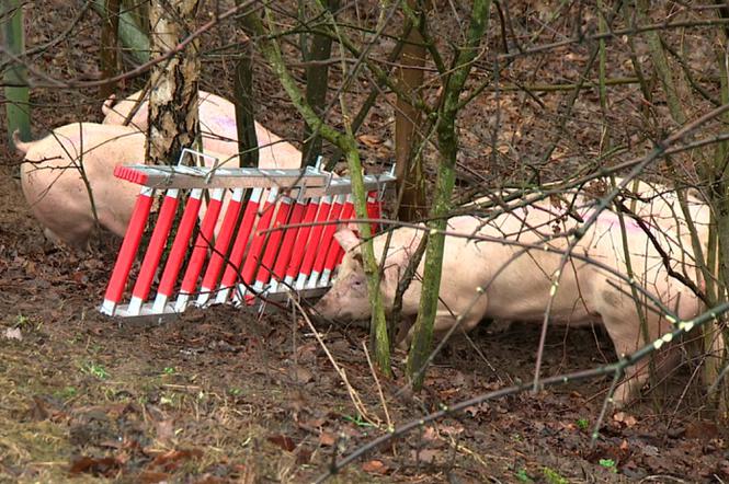 Transport świń zabił Polaków
