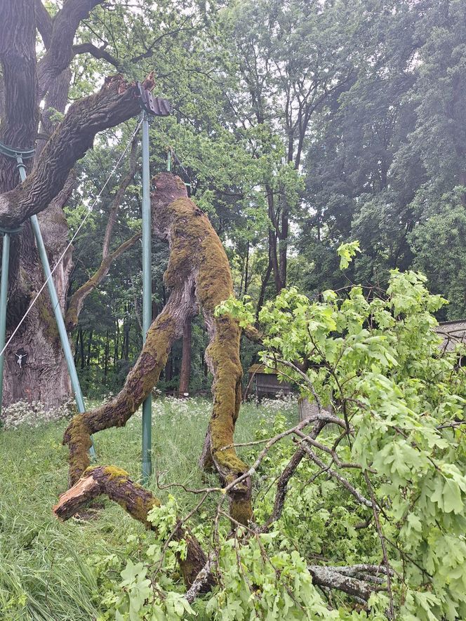 Dąb Bartek w Zagnańsku ucierpiał w czasie wichury