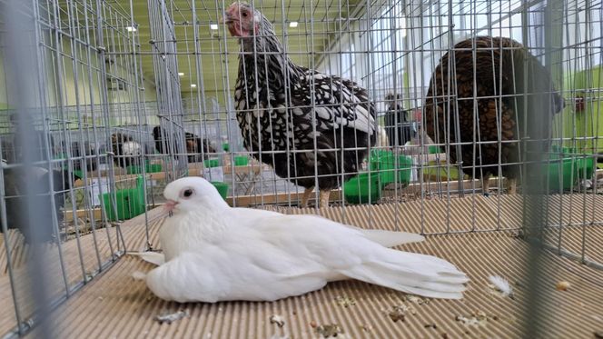 Kalisz. Rasowe gołębie, drób i króliki można podziwiać w hali OSRiR