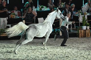 Najdroższa klacz Pride of Poland nadal czeka w stajni