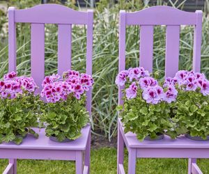 Pelargonie 