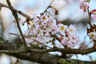 Kwitnąca wiśnia na Jasnych Błoniach 