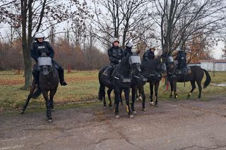 Atestacja koni służących w łódzkiej policji i straży miejskiej