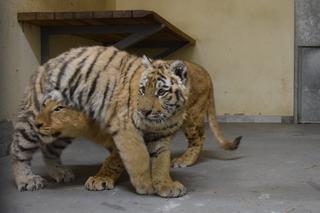 Poznańskie ZOO ratuje dzikie zwierzęta z Ukrainy