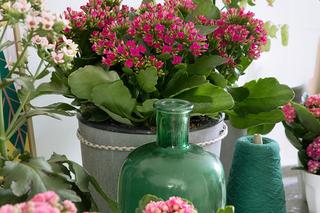 Kalanchoe
