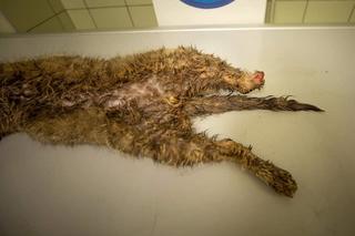 Źli ludzie odstrzelili Zbyszkowi łapę