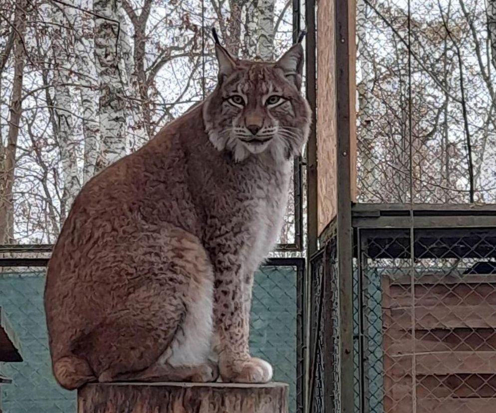 W bydgoskim zoo powstaje wybieg dla rysiów. Mamy nadzieję, że spodoba im się na tyle, że będą chciały tam powiększyć rodzinę
