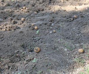 W skansenie w Lublinie pokazali, jak dawniej wyglądały wykopki kartoflane