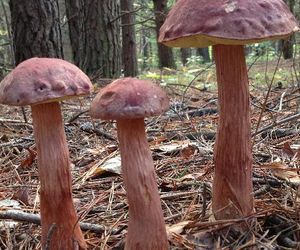 Mapa grzybów. Gdzie na grzyby? LOKALIZACJE