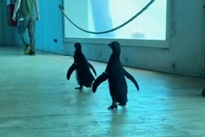 Pingwiny zwiedzały wrocławskie zoo