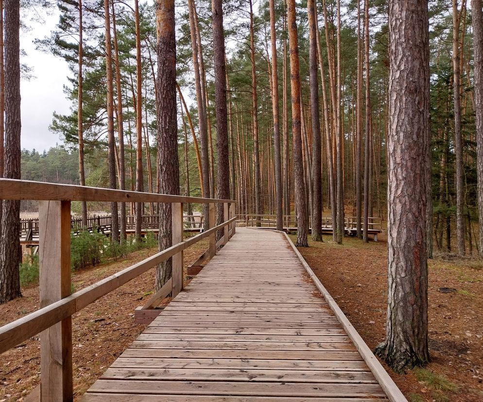 To najładniejsza trasa widokowa w woj. lubelskim. AI uzasadnia swój wybór 