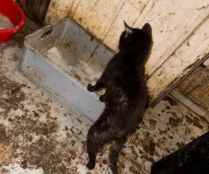 Tragedia kilkudziesięciu kotów w Wielkopolsce
