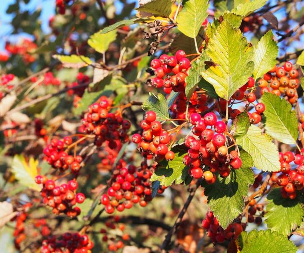 Jako drzewo ozdobne jest chętnie sadzony wzdłuż dróg, w parkach i skwerach. W stanie dzikim występuje tylko na północy kraju, jest pod ścisłą ochroną