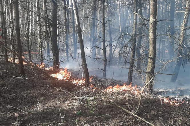 Seria pożarów w lasach pod Płońskiem! Straż pożarna: To były podpalenia! [ZDJĘCIA]
