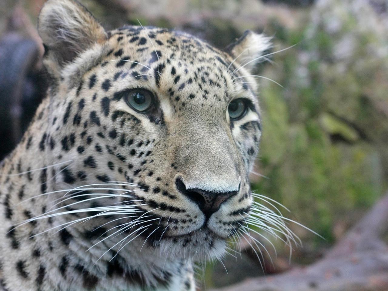 Perun pożegnał się z płockim ZOO. Młody lampart perski wyjechał do Czech!