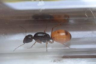 Mrówki przemycone z Chin na Śląsk trafiły na kwarantannę. Żywe owady były ukryte w dziecięcej zabawce