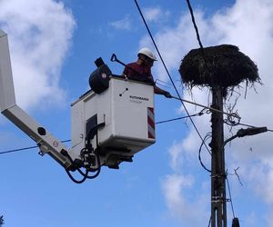 Deszcz uszkodził dom bocianiej rodziny w Krutyni
