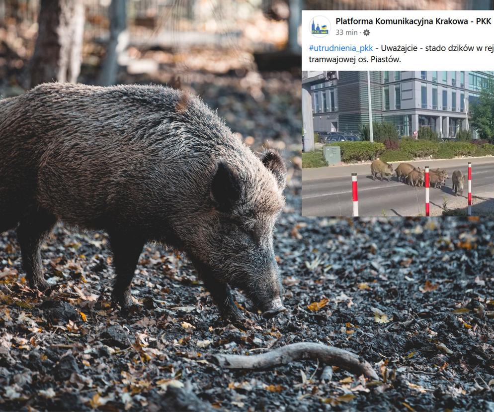 Takie Rzeczy Tylko W Krakowie Stado Dzików Wybrało Się Na Poranny Spacer Na Osiedlu Piastów 3394