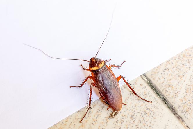 Czy karaluchy mogą uratować ludzi? Naukowcy testują nową technologię