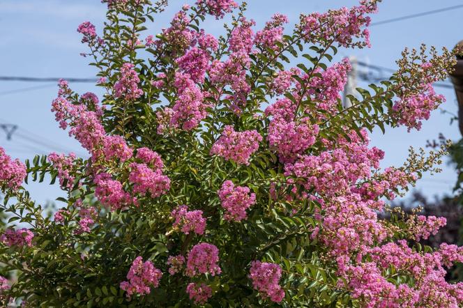 Lagerstremia indyjska