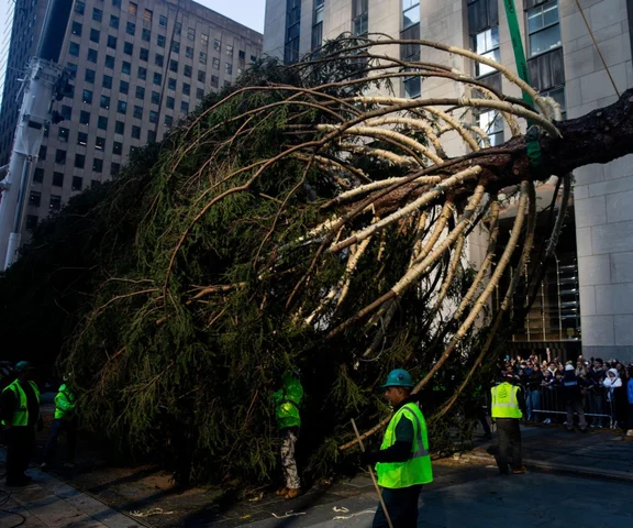 W Nowym Jorku stanęła choinka. Tłumy towarzyszyły jej transportowi