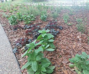 Park im. Szafera w Rzeszowie 