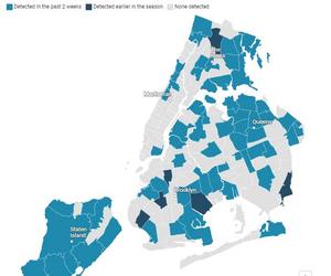 Wirus zachodniego Nilu wrócił do Nowego Jorku
