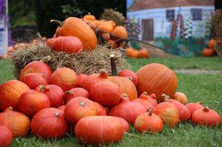 Farma dyń 2023 w Lublinie. Tak było w weekend otwarcia!