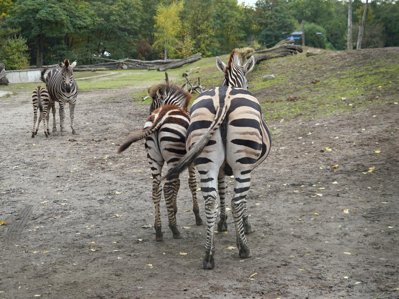 Rozbrykana jesień w ZOO Wrocław. Na świat przyszły trzy zebry 
