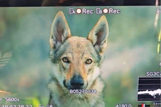 Tego w serialu Na sygnale jeszcze nie było. Widzowie nie mogą doczekać się nowych odcinków