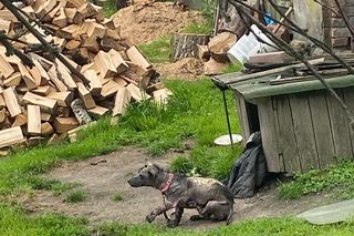 Studentka prawa nie pomogła psu