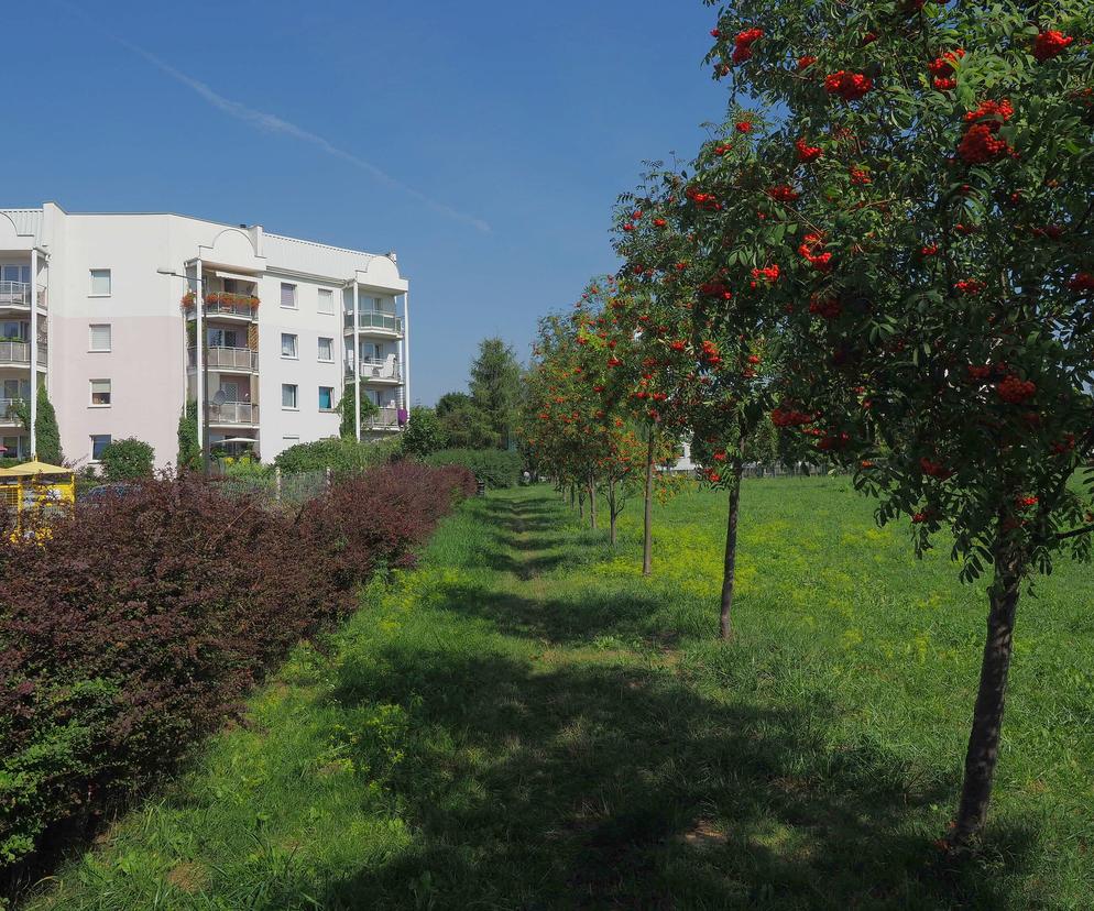 Nowy plac zabaw powstanie na skwerze przy ul. Władysława Jagiełły na Felinie