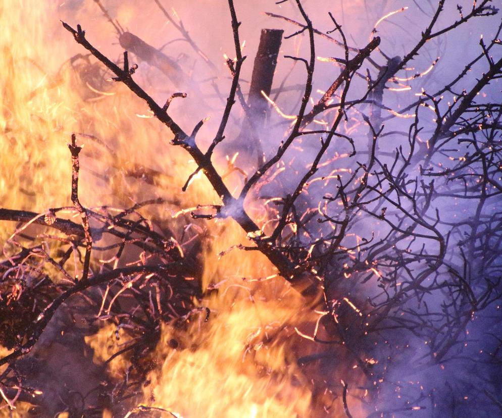 Pożary lasów na Dolnym Śląsku. Płonie kilkanaście hektarów! Trudna akcja gaśnicza
