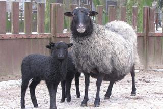 Nowi lokatorzy w ZOO - na świat przyszły kapibary i owce wrzosówki