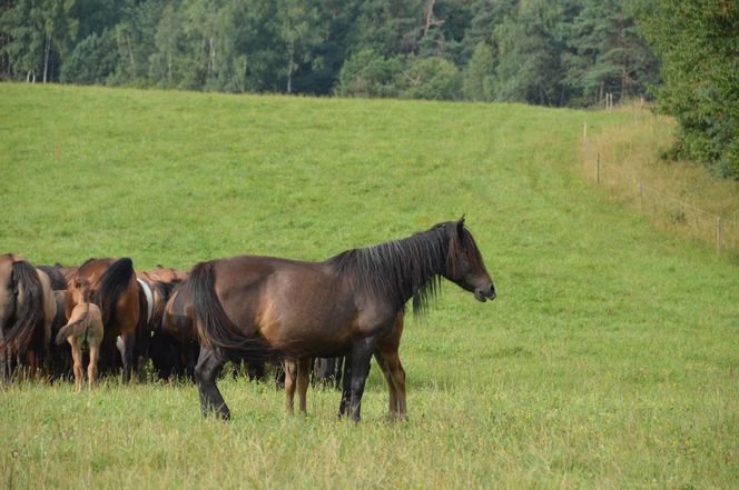 Największa taka stadnina na świecie leży w Małopolsce. Hodują tam wyjątkowe konie 