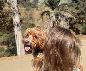 Te psy skradły serca gwiazd! Niektóre wyglądają jak z bajk