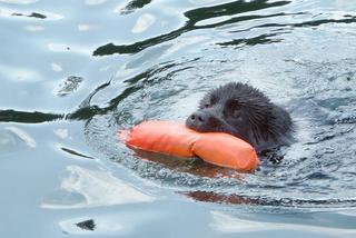 Wielkopolskie: Dramat na środku jeziora. Kobieta wskoczyła do lodowatej wody za psem!