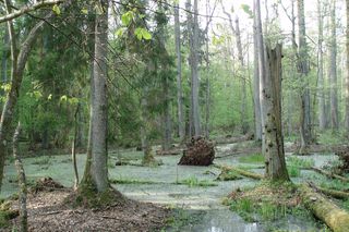 Puszcza Białowieska