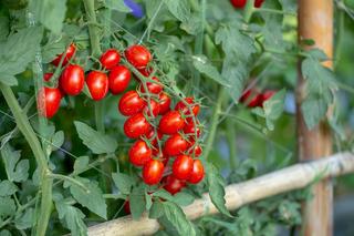 Pomidory koktajlowe - uprawa, najpopularniejsze odmiany